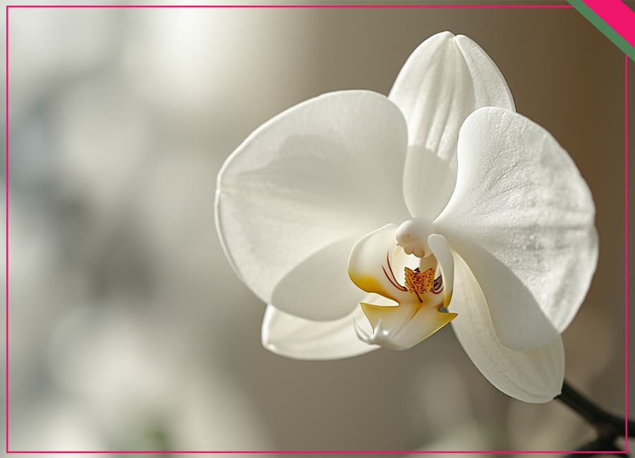 معرفی گل ‌های ماندگار برای تاج گل‌ها