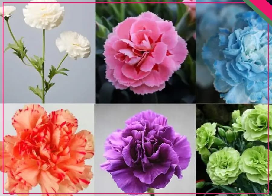 معرفی گل ‌های ماندگار برای تاج گل‌ها