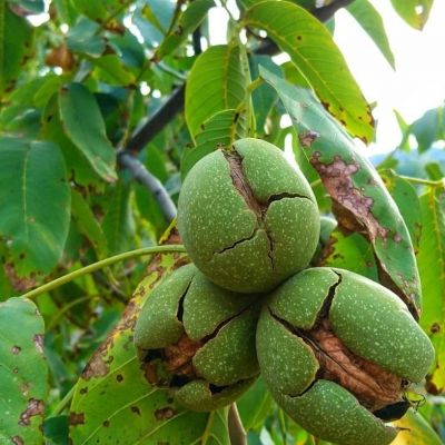 درآمد یک هکتار باغ گردو برای سرمایه‌گذاری بلند مدت