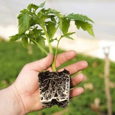 کاشت نهال اصلاح شده در تربت حیدریه، نقده و کوار 